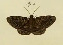 Speiredonia itynx
