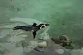 At the Dublin Zoo
