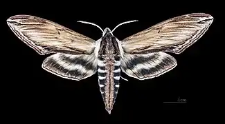 Male dorsal
