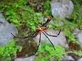 Spider from the family Araneidae feasting on a butterfly
