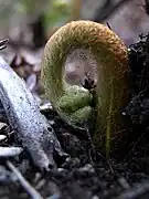 A young, newly formed fern frond