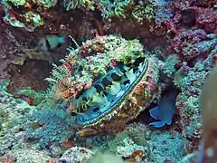 Spondylus varius