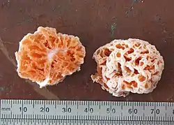 Two halves of an orangish sponge-like fungus, with a ruler shown at the bottom for scale.