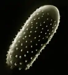 Spore of "Melampsora" sp.