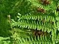 Lady Fern pinna showing abnormal tips.