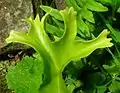 Hart's Tongue sport with multiple frond-tip branches.