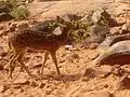 Axis axis (spotted deer) at deerpark on Tirumala hills in Sri Venkateswara National Park
