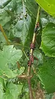 Late-instar nymphs of spotted lanternfly on Vitis labrusca in Berks County, Pennsylvania, in late July 2018
