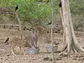 Spotted deer in Deer Park