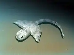 Squatinactis, a genus of Elasmobranch fish from Montana