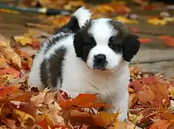 Image 5St. Bernard puppy (from Puppy)
