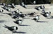 Sooty tern colony on Starbuck Island