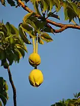 Adansonia digitata hanging fruit