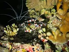 Stenopus hispidus