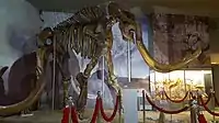 Steppe mammoth