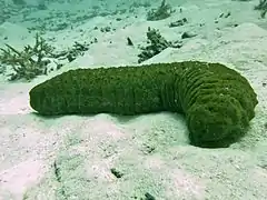 Stichopus herrmanni