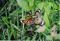 Striped tiger and common Indian crow butterflies, BRT WLS Chamarajanagar