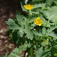 A blooming plant in North Carolina