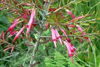 Styphelia tubiflora (Styphelieae)