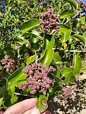 Emerging fruits