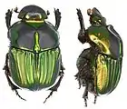 Sulcophanaeus menelas
