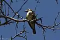 Sulphur-bellied Flycatcher (Myiodynastes luteiventris) in Huachuca Canyon