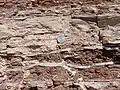 Summerville Formation with gypsum-filled cracks. U.S. quarter dollar (24&nbsp;mm) for scale