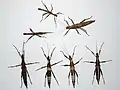 A variety of males and females