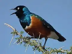 Superb starling at Ngorongoro crater, Tanzania
