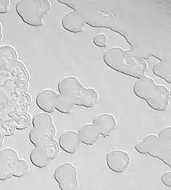 Layers in Swiss cheese terrain.  There is a bright upper layer and a darker lower layer.