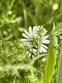Involucre and phyllaries