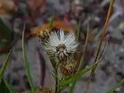 Fruiting