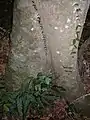 Symplocos stawellii base of tree, Hacking River