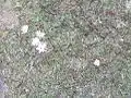 Symplocos stawellii flowers on the forest floor, Hacking River, Australia