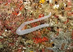 Synaptula lamperti