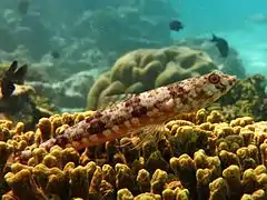 A variegated lizardfish (Synodus variegatus)