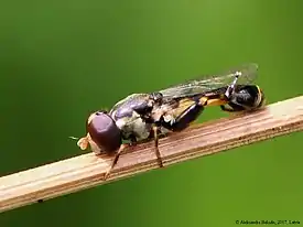 Syritta pipiens actual size .mw-parser-output .frac{white-space:nowrap}.mw-parser-output .frac .num,.mw-parser-output .frac .den{font-size:80%;line-height:0;vertical-align:super}.mw-parser-output .frac .den{vertical-align:sub}.mw-parser-output .sr-only{border:0;clip:rect(0,0,0,0);clip-path:polygon(0px 0px,0px 0px,0px 0px);height:1px;margin:-1px;overflow:hidden;padding:0;position:absolute;width:1px}6.5–9.5&nbsp;mm (1⁄4–3⁄8&nbsp;in)