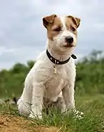 Image 57Jack Russell Terrier puppy (from Puppy)