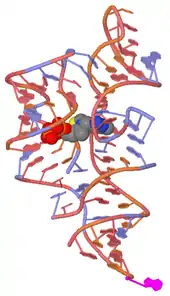 Experimental 3D structure of the TPP riboswitch (PDB: 2HOJ​).
