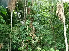 Tropical rainforest in Tabasco