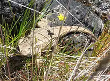 Tan colored lizard in grass near a rock. A 5-petaled yellow flower is directly above it.