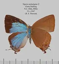 Museum specimen