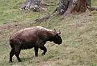 A takin going up hill in the preserve