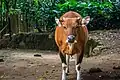 Javan banteng
