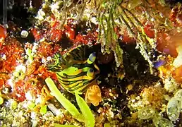 Tambja affinis