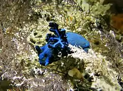 Tambja morosa