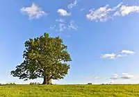 Tamme-Lauri oak is the thickest and oldest tree in Estonia.