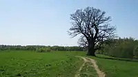Tamme-Lauri oak