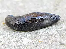 Milacidae, (Tandonia budapestensis), the pneumostome is just posterior to the midpoint of the mantle