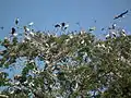 Yellow-billed stork heronry in Tanzania
